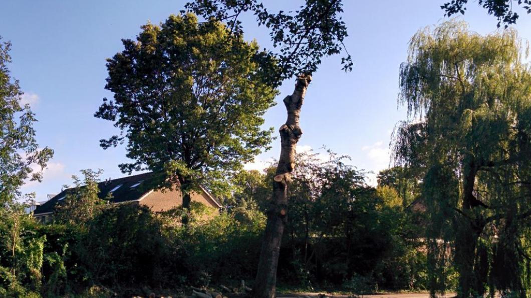 Een aantal bomen is al gesneuveld Bomen singel Huizermaat