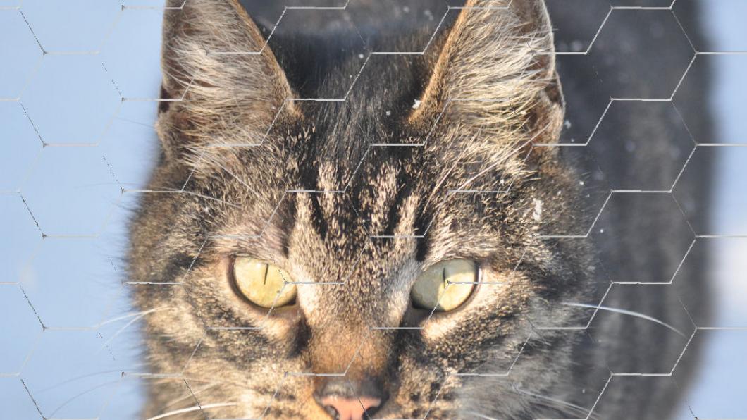 Vermiste kat Kat achter gaas