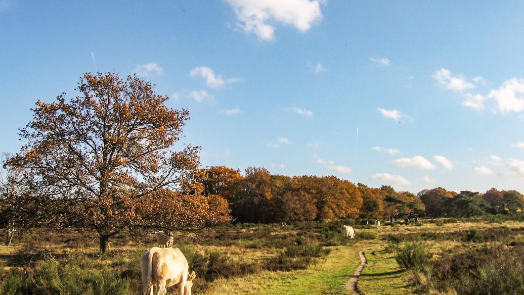 Nieuw Bussummerheide.jpg