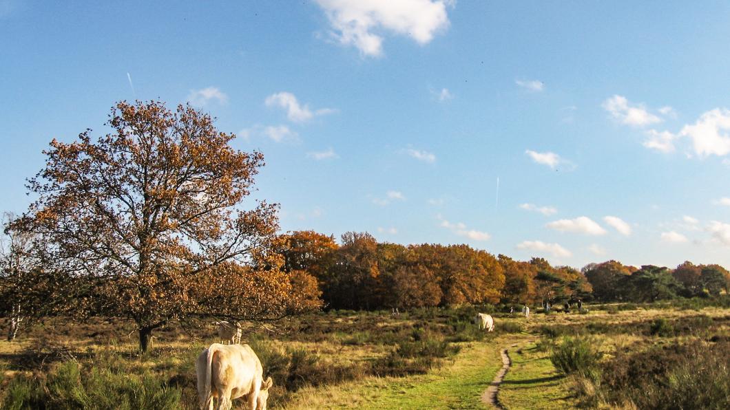 Nieuw Bussummerheide.jpg