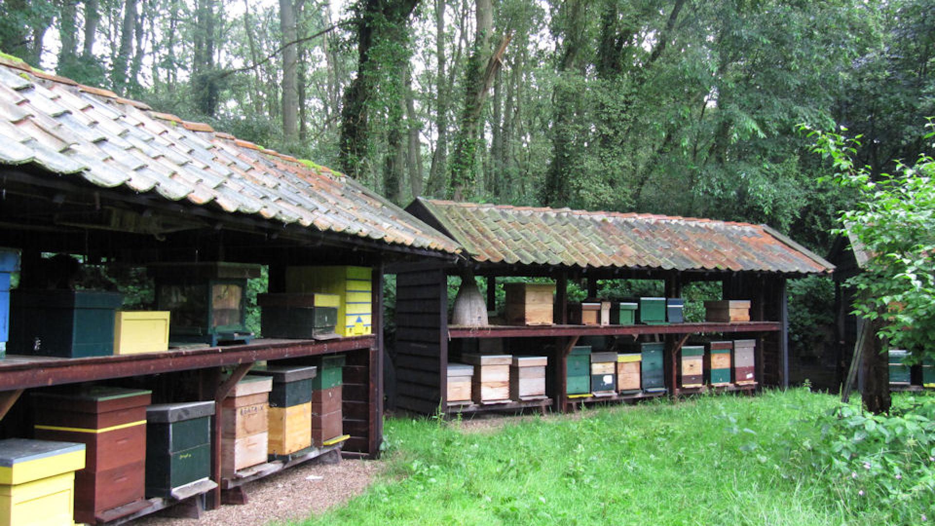 Bijenschans